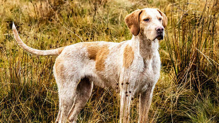 Hond staat in het veld en kijkt vooruit