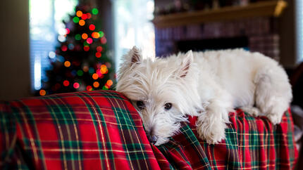 west highland white terrier op de bank