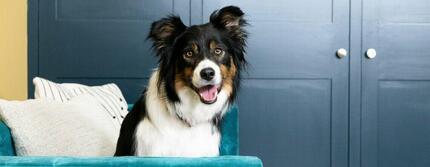 Reu hond in mand