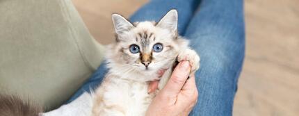 kat met blauwe ogen