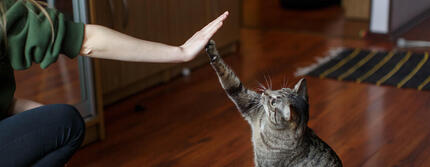 kat geeft high-five met poot