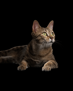 Pro Plan Cat