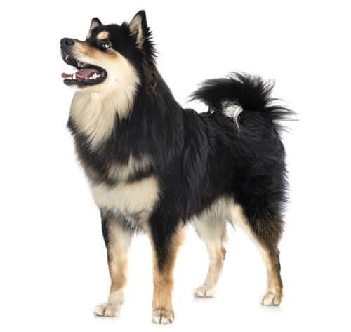 Finse Lappenhond