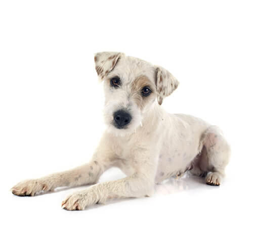 (Parson) Jack Russel Terriër (kort/gladhaar)