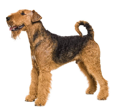 Airedale Terriër