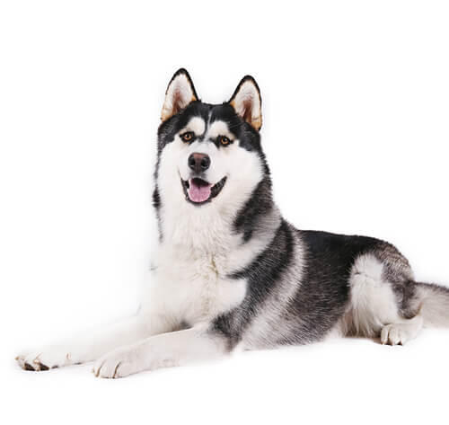 Alaska Malamute