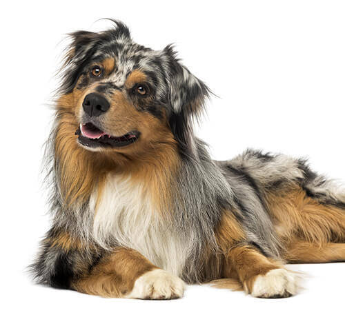 Australian Shepherd