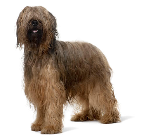 Briard