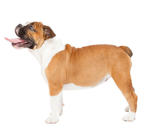 Engelse Bulldog