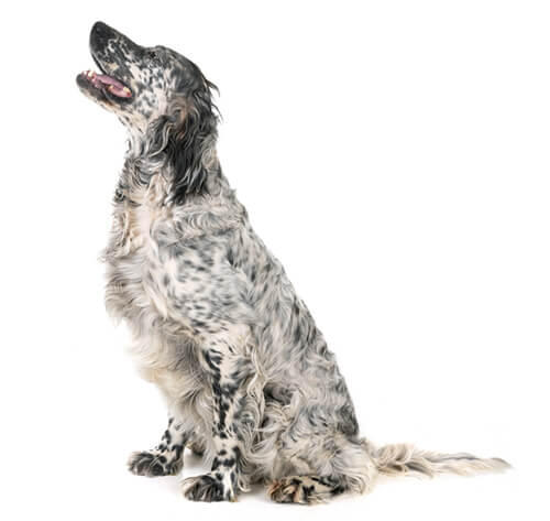 Engelse Setter