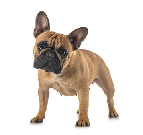Franse Bulldog