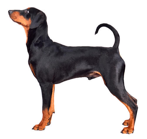 Duitse Pinscher