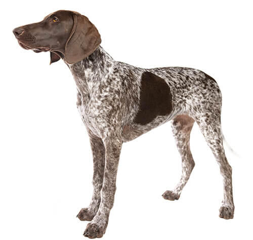 Duitse Staande Hond Korthaar