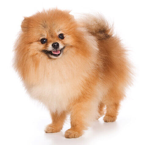 Kleine Keeshond