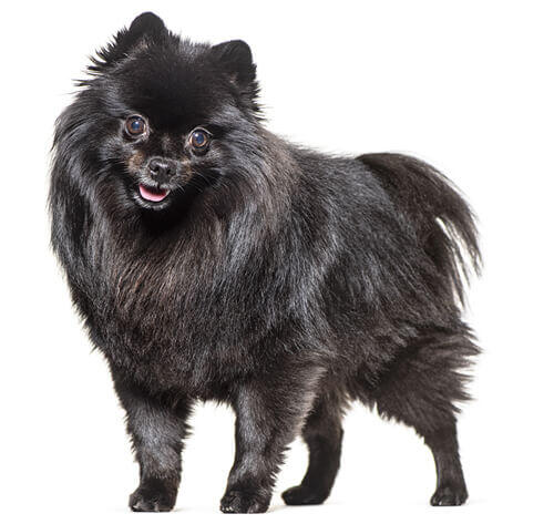 Middenslag Keeshond