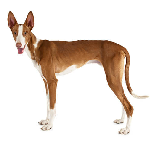 Podenco Ibicenco (kort/gladhaar)
