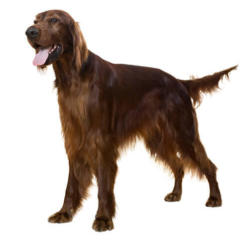 Ierse Setter