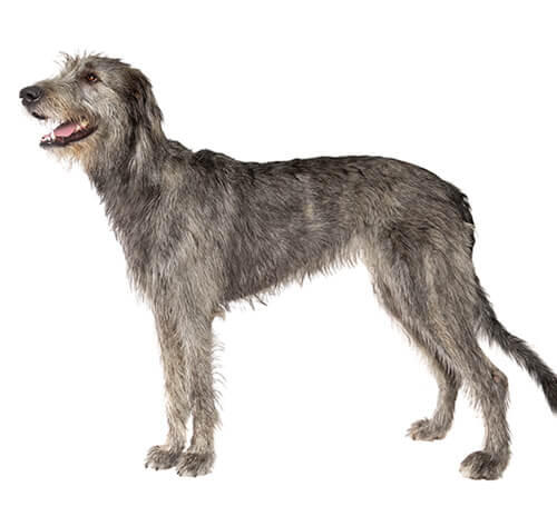 Ierse Wolfshond