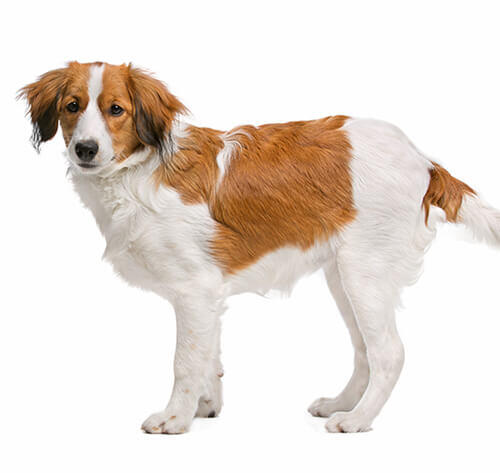 Nederlandse Kooikerhondje