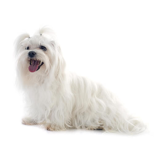 Maltezer