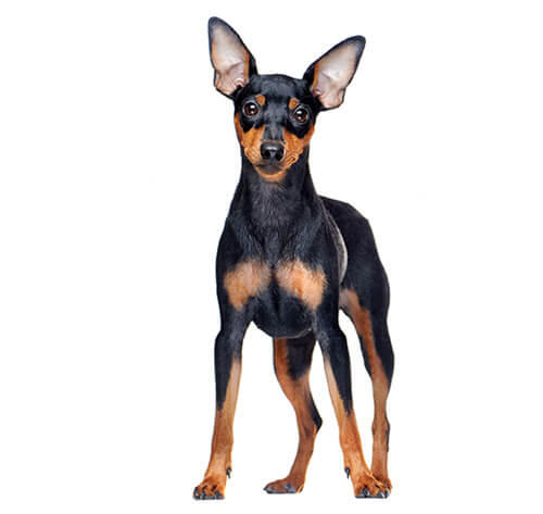 Dwergpinscher