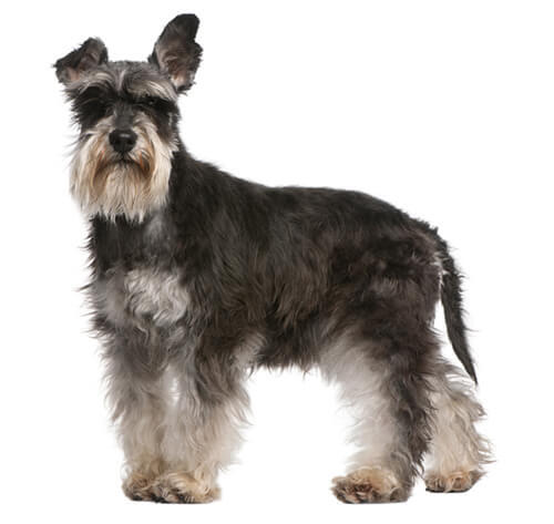 Dwergschnauzer 