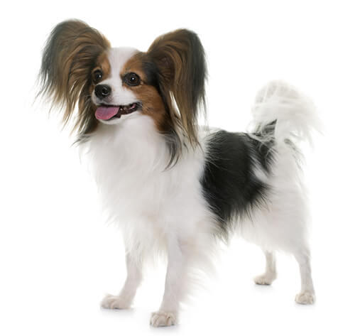 Vlinderhondje (Papillon)