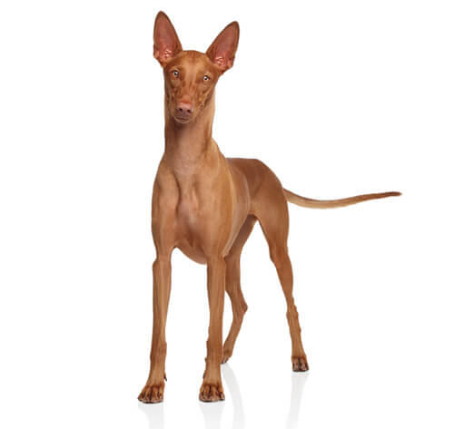 Pharaoh Hond
