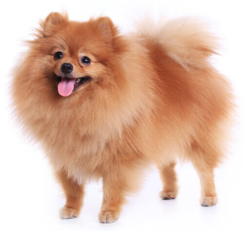 Dwergkeeshond