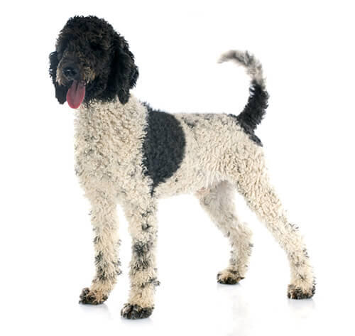 Portugese Waterhond