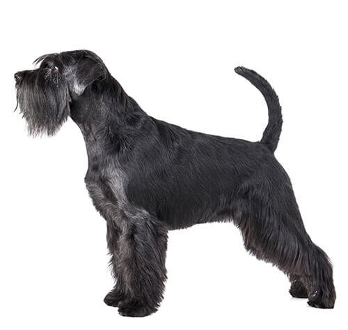 Middenslag Schnauzer