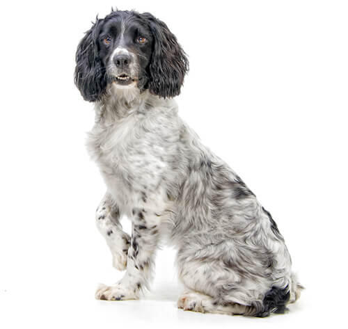 Engelse Springer Spaniël