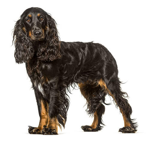 Field Spaniël