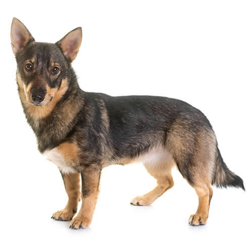 Zweedse Vallhund (Västgötaspets)