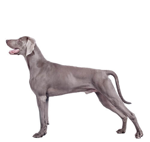 Weimaraner (kort/glad haar)