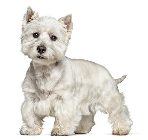 West Highland White Terriër