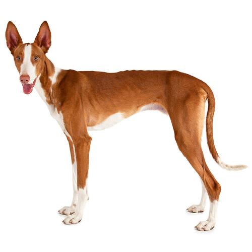 Podenco Ibicenco