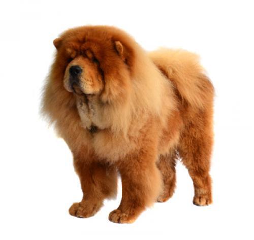 Chow Chow (ruwhaar)