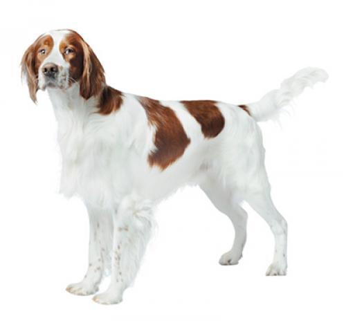 Ierse rood-witte Setter