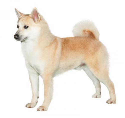 Noorse Buhund