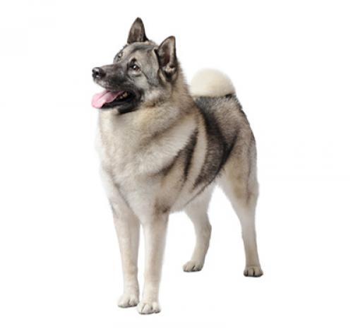 Noorse Elandhond