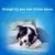 Dentalife hond snacks gezond gebit