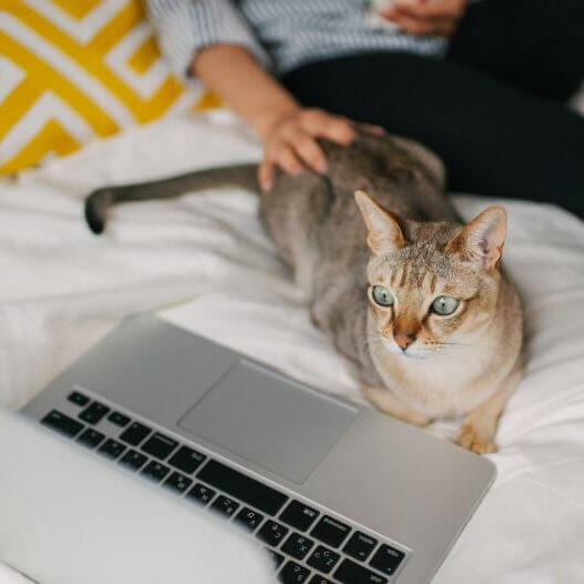 Vrouw is film aan het kijken op haar laptop met haar huisdier - Aziatische kat