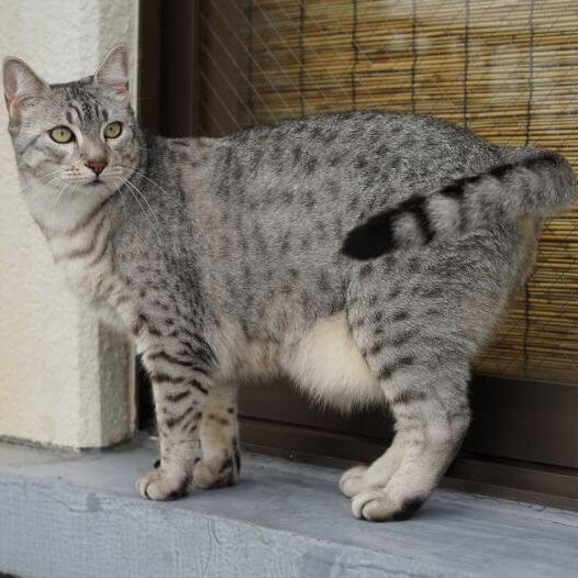 Egyptische Mau Kattenras