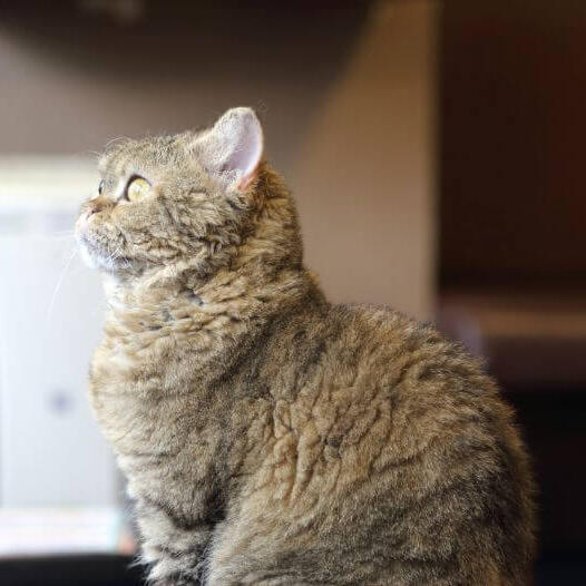 LaPerm kat is aan het staren naar iets