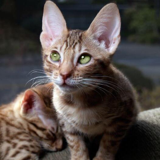 Twee Ocicat kittens bereiden zich voor om te gaan slapen