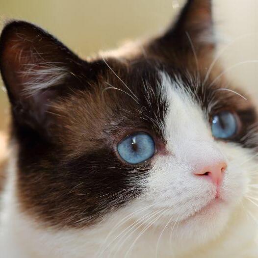 Snowshoe kat met blauwe ogen kijkt intens