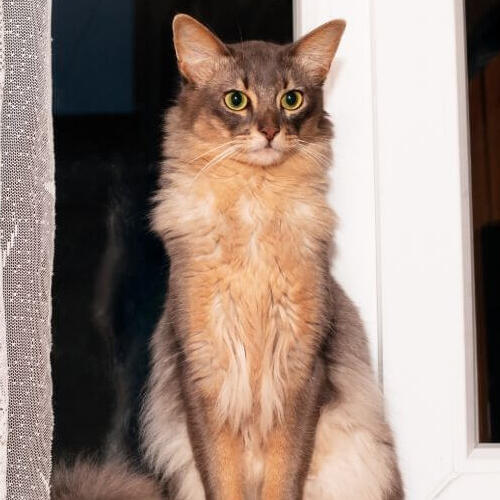 Somali kat staat naast het raam