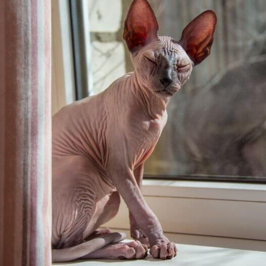 Sphynx kat staat op de vensterbank