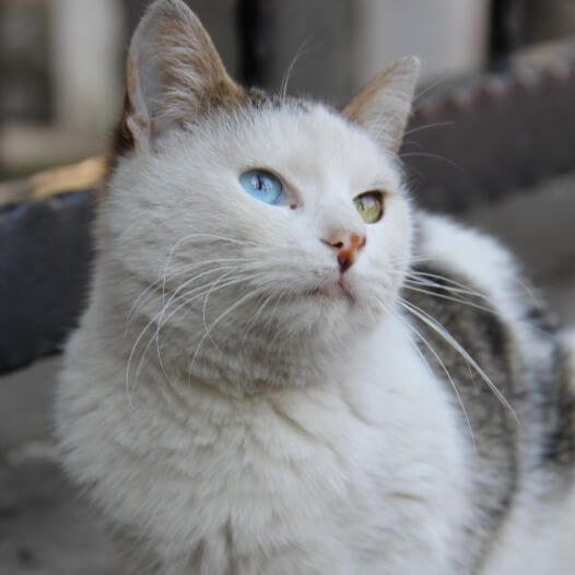 Turkse Van kat zit op het balkon